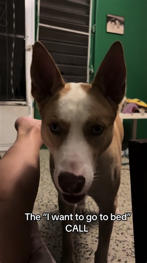 Hilarious Bedtime Moments After a Long Day