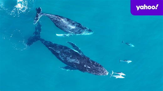 Surprising truth about relationship between whales and dolphins revealed