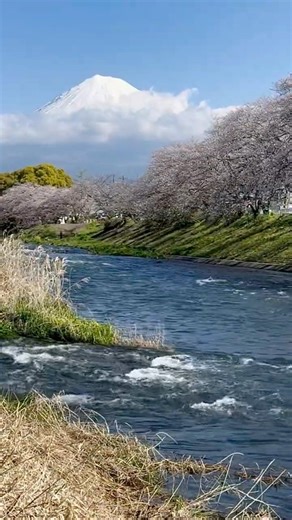 2026年【桜】、富士市龍厳淵。富士山を背景に、咲き誇る桜並木と潤井川の清流が美しい光景を織りなす静岡県屈指の絶景スポット。