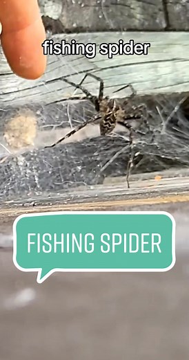dock spider also known as fishing spider our biggest spider that can walk on water #spider #spiders #spidereggs