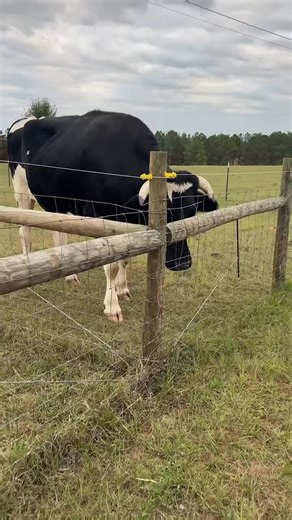 Cog Hill Farm (@coghillfamilyfarm)’s videos with original sound - Cog Hill Farm