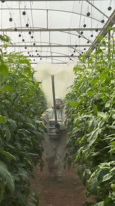 1.3M views · 9.4K reactions | Spraying sulfur #farming #agriculture #tips #fblifestyle | JUMOH Han | Facebook