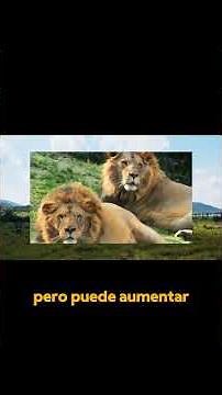 How Lions Hunt: Secrets of Their Strategy