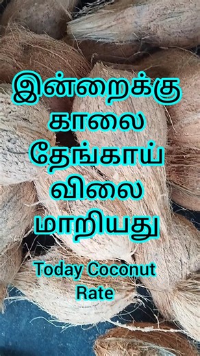 இப்போது மாறிய தேங்காய் விலை | Coconut Rate Just Now Changed | #livecoconutrate #kodumudi #தேங்காய்