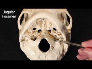 Temporal Bone #skullanatomy