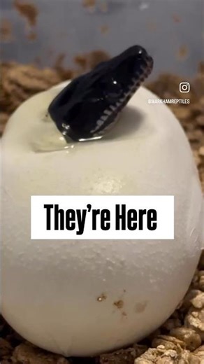 Northern White Lipped Python Babies Hatching