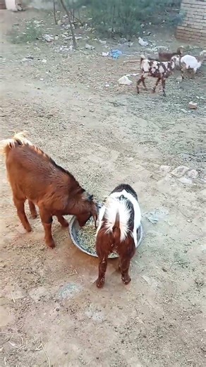 Goat's Funny Moments You'll LOVE! 😂🐐Why This Goat is Melting Hearts 🐐💖