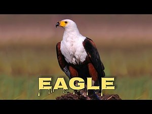 African fish eagle sound and call