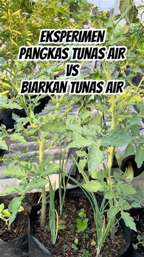 Mana yang bakal lebih banyak buahnya? Disatu media dengan pupuk yang sama #minorgarden #shorts