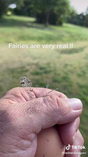 #fairies #realfairies | real fairies