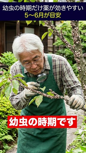 White grains on garden trees that can be dangerous if left unattended #shorts #gardener
