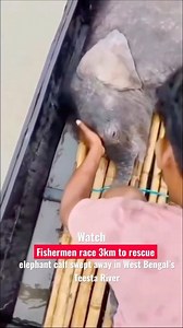 Incredible Elephant Rescue #viral #shortsfeed #elephantrescue #westbengal #teestariver #nature