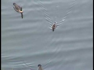 Sec 13 2 Froude Number in Open Channel Flow