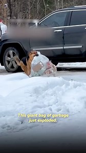 German Shepherd knows how to do housework to help its owner | Joseph Philip