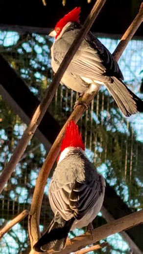 Red Crested Cardinal