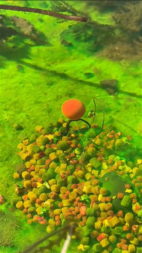 Carp rig mastery: Modern fishing techniques for bigger catches