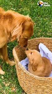 Golden retriever gets surprised with her mini me and spends a year teaching her all important doggy lessons 🐶 | The Dodo