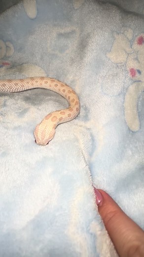 Hognose Snake Care: Guide for Enthusiasts and Pet Owners