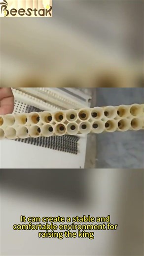 Queen Rearing Cage Collapsible Beekeeping Tool