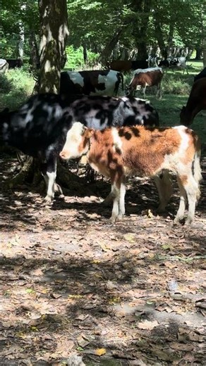 Cows Grazing in the Forest with Relaxing Bell Sounds