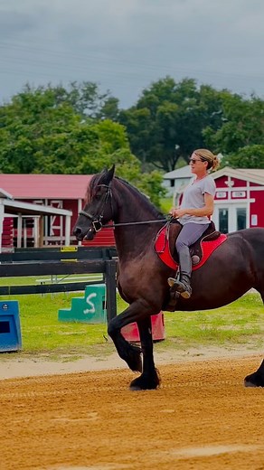 Lily and Christine working on the spanish walk 🖤 The spanish walk is more than just fancy footwork, it builds strength, body awareness, and confidence. Wearing the Signum Paddle® Lily is discovering how to move with grace and intention. This young friesian mare is owned by Dream Catcher Horse Rescue and has been training with Christine for the past 3 years, and it’s been an honor to watch her grow. #asteriequine #horsesofinstagram #friesian #mare #horses #freedom #spanishwalk #tricktraining | A