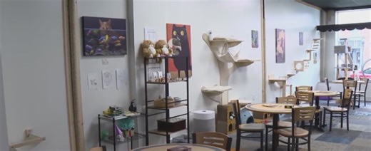 New coffee cat cafe opens in Cumberland County