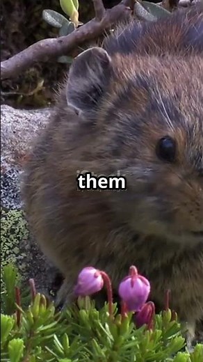 This Tiny Animal Is the Real-Life Pikachu ⚡🐭 (You Won’t Believe What It Does!)