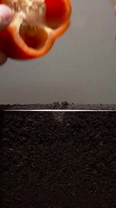 58K views · 1K reactions | Growing Red Bell Pepper Plant - Time Lapse | Antoine Moses | Facebook