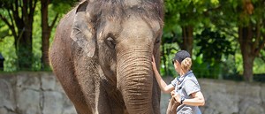 Auckland Zoo announces decision to move elephants | Auckland Zoo News