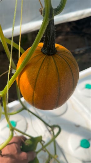 Pumpkin and squash in hydroponics? You bet! While not the most traditional of cultivars grown in waterculture, both pumpkin and squash do great, as with this Deep Water Culture set up. Both store exceptionally well too. Note that culinary pumpkins grow smaller, sweeter and denser versus the big Jack O Lantern types. We’ve already enjoyed our spaghetti squash (delicious!)—this hydroponic pumpkin is earmarked for homemade ravioli. #hydroponics #hydroponicgarden #pumpkin #squash #culinary #greenhou