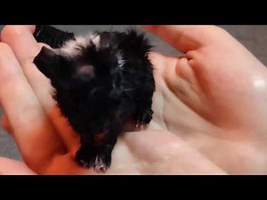 Meerschweinchenbabys nach Geburt