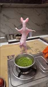 My Sphynx Cat 🌈🥰👺🤓💫🌈 #cat #shortsfeed #catvideos