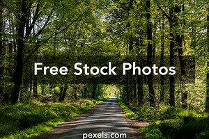 Free Trees In Spring Photos