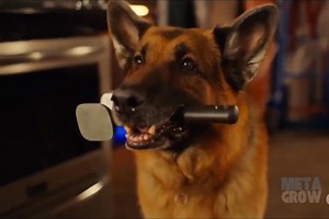 33M views · 858K reactions | What did Rex find on that shelf? His reaction says it all! | Part 1 #HudsonAndRex #TVDrama #ViralReel #USAToday | Hudson & Rex | Facebook