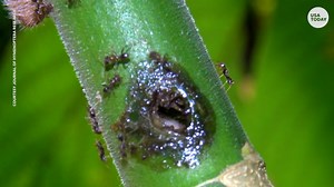 Scientists find ants repairing wounded trees