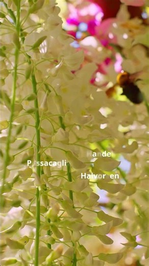 Passacaglia by Händel