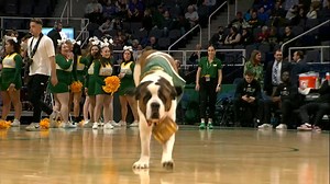 🏀 Siena Men's Basketball returns to the Capital Region and makes its 2026 MVP Arena debut when the #SienaSaints host Metro Atlantic Athletic Conference foe Merrimack on Friday, Jan. 9 for the annual Food Drive game, benefitting the Regional Food Bank 🥫 Donate five canned goods at the contest and get $5 off a future home game! 🎟️ t.ly/mY8vn #MarchOn | Siena Saints