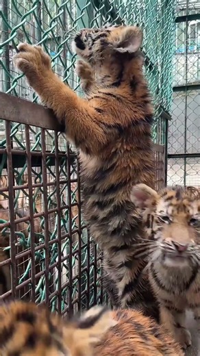 A group of adorable tiger cubs😘🐯#tiger #cute #animals