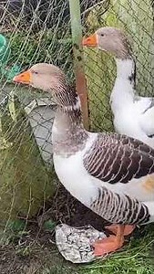 Our new Pomeranian geese #thepetempire #geese #pomeraniangeese