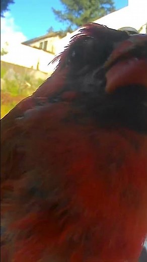 Why Is This Bird Looking at Me Like That? 👀❤️ #cardinals