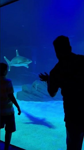 World’s Most Stunning Shark Exhibit | Georgia Aquarium