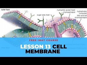 Biology | Cells | Membranes Permeability | IMAT | EnterMedSchool (OLD)