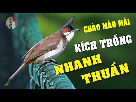 Chào mào mái kích trống căng lửa chào mào mái hót, chao mao mai