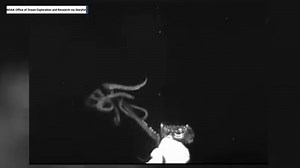 66K views · 12 reactions | NOAA's Office of Ocean Exploration and Research reported on June 21st that a deep-sea exploration crew searching for giant squid in the Gulf of Mexico had found one measuring up to 12 feet in length. | The National Desk - TND | Facebook
