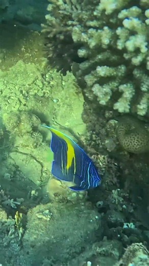 Yellowbar Angelfish Hidden No More 🐟🫥🌊