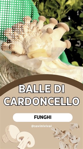 🍄 Nuove ballette di cardoncello (4 kg) — più compatte, facili da coltivare e… buonissime! Ecco come farle partire passo-passo ⤵️ Mini guida veloce 1. ✂️ Taglia solo la parte superiore del sacchetto. 2. 🪵 Copri con torba neutra (non concimata). 3. 💧 Mantieni umidità alta (≈ >90%): cantina, locale fresco/umido o serra ombreggiata. Evita stanze riscaldate e secche. 4. 🌫️ Nebulizza regolarmente per tenere la copertura umida (non inzuppare). 5. 🍽️ Raccolta: quando spuntano, torci i funghi per st