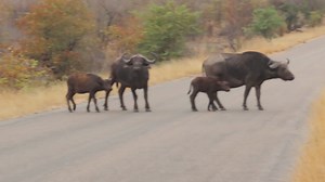 Breeding herd of buffalo and their offspring crossing the road #reels #wild #epic #reelsfb #life #safari #viral #trending #travel #trend #nature #wildlife #roar #reelsviral #episode | African Bush Kingdom