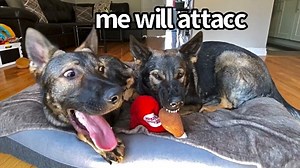 Jade & Jasper fight over a bucket of fried chimkin 🍗(their fave toy currently) No they are not actually angry, this is how these two hams play! 😂 | Jade the Sable GSD