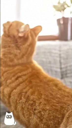 7 SOUNDS CATS LOVE 🐱🔊