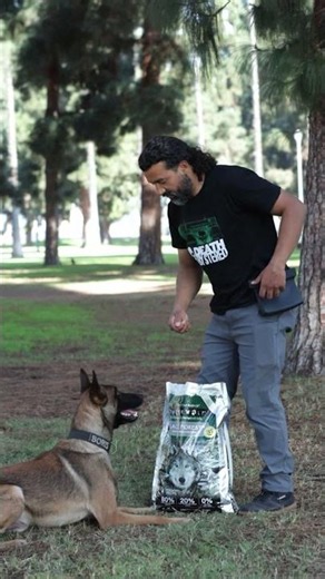 Malinois dog demands ⁨‪@timberwolfpet‬ Venison Protein #premiumdogfood #dogcommunity #highdrive #pet